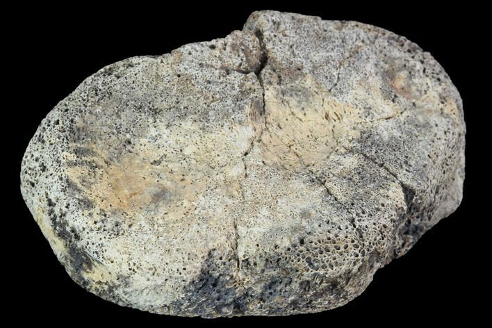 Hadrosaur Foot Bone - Alberta (Disposition #-) #100501